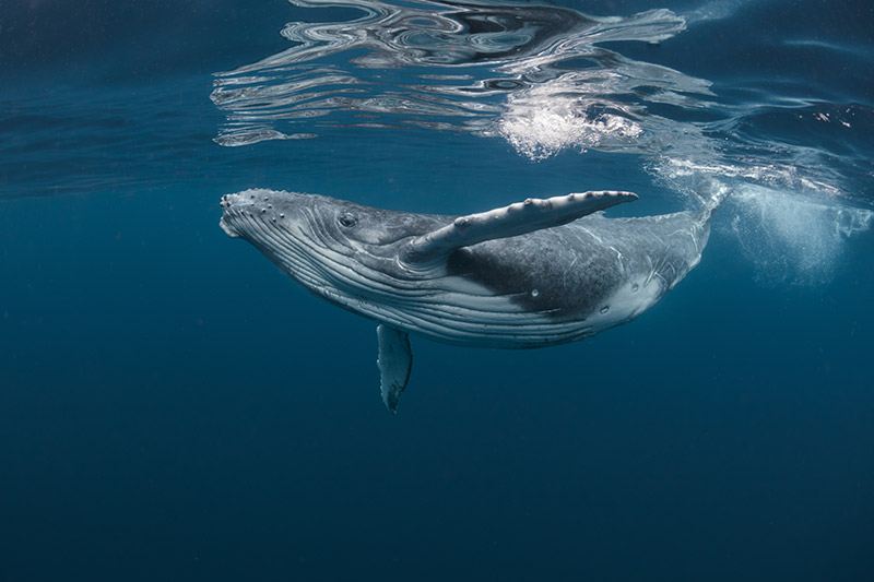 whale under water