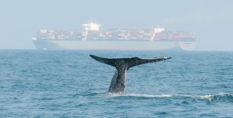 sea whale cargo container