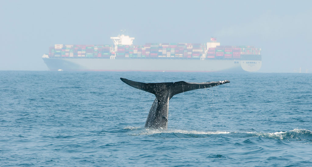 sea whale cargo container